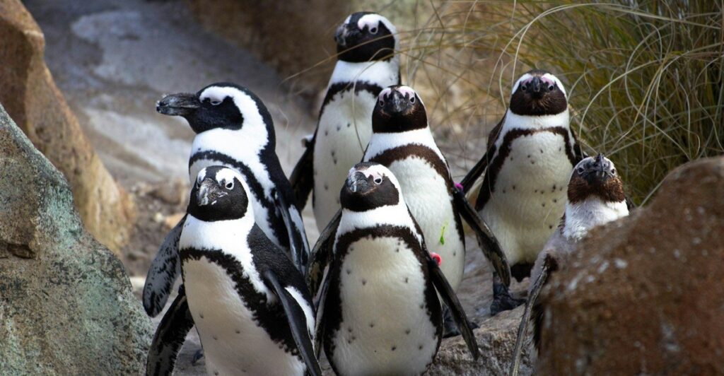 Pick n Pay assists in saving the African penguins