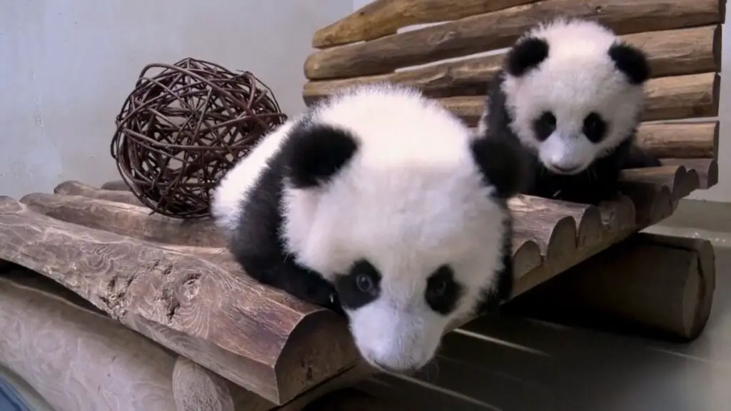 Video. Berlin Zoo's new play area for baby pandas