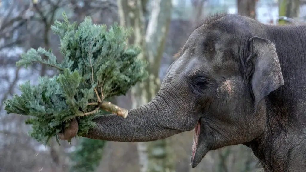 Video. Christmas trees on the menu at Berlin Zoo